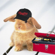 Image for article titled Kotaku 'Shop Contest: Better Than A Bunny Smartphone Case: The Winners!
